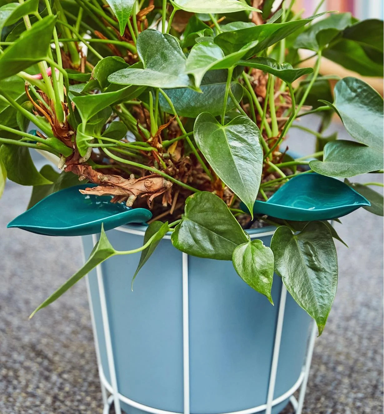 Leaf-Shaped Watering Funnel