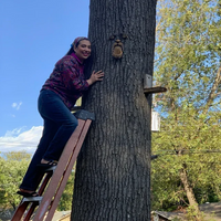 Thumbnail for 🌳Unique Bird Feeders  - Old Man Tree Art